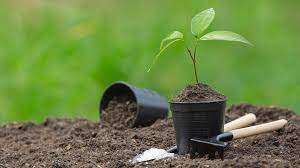 Implementation and/ or Maintenance of Syntropic System