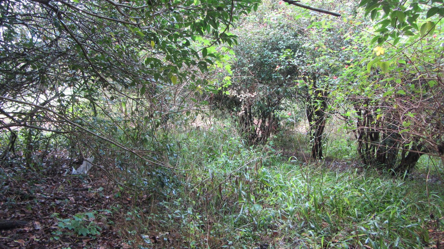 Initial Site Assessment