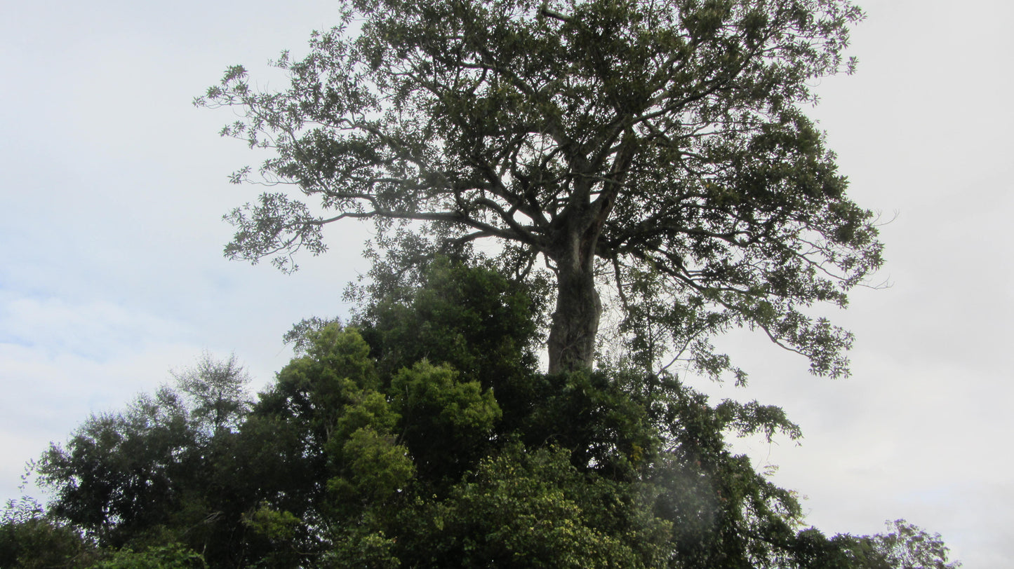 Initial Site Assessment